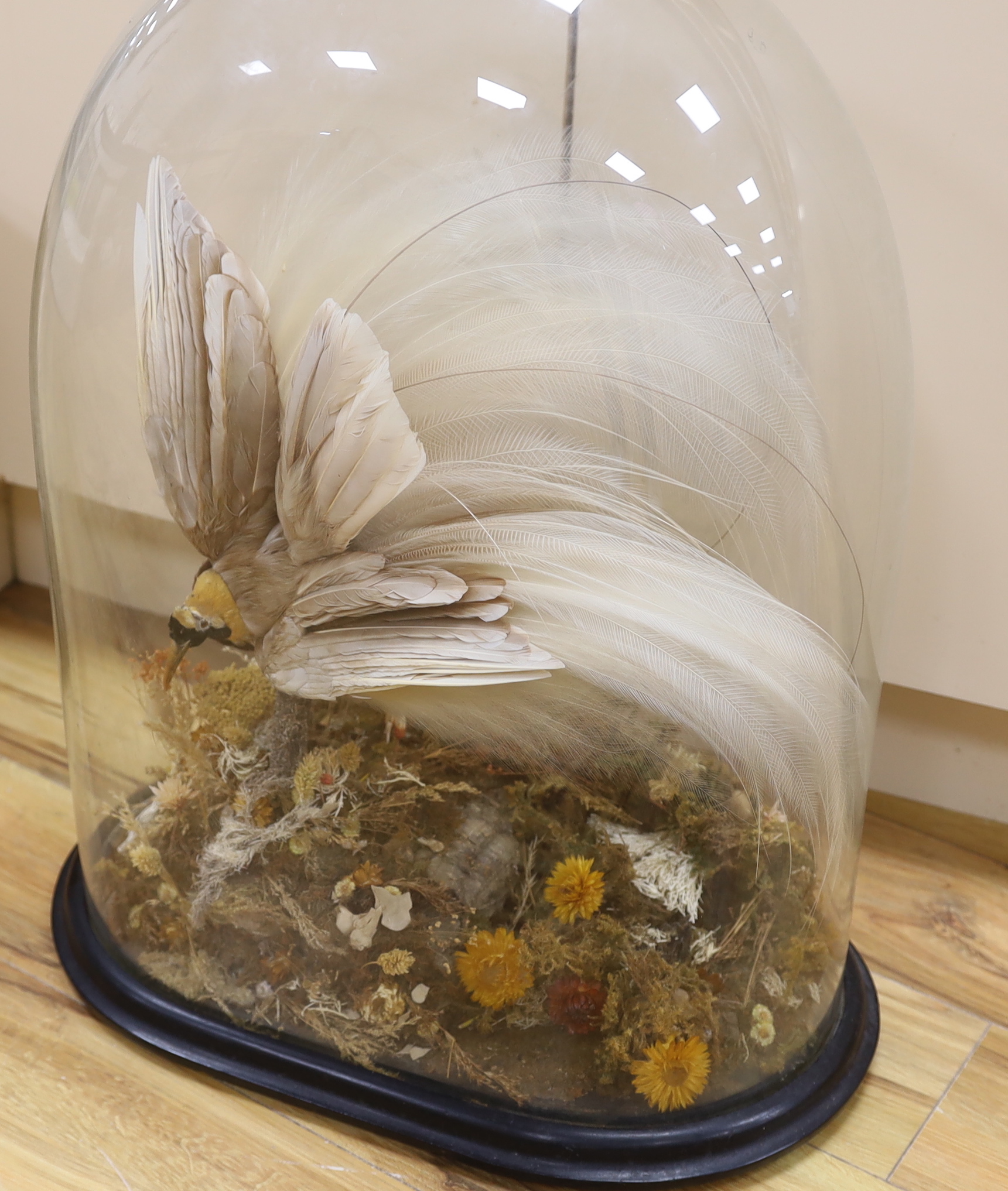 Taxidermy- a Victorian 'Greater Bird of Paradise' under a glass dome, 67cm total